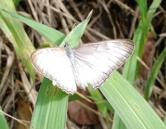 Mestra hersilia