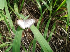 Mestra hersilia