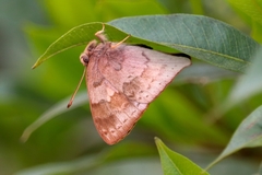 Euselasia thucydides