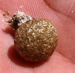 Pronolagus saundersiae