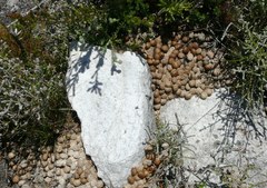 Pronolagus saundersiae