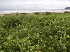 Helichrysum kraussii