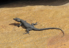 Hemicordylus capensis