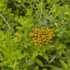 Helichrysum kraussii