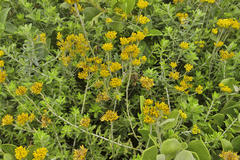 Helichrysum kraussii