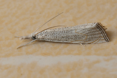 Haimbachia