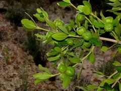 Hyaenanche globosa