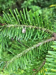 Calligrapha multipunctata