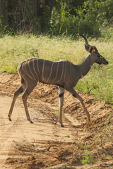 Tragelaphus imberbis