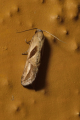 Eugnosta bimaculana