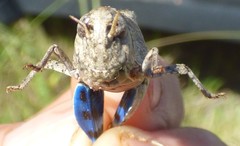 Hippiscus ocelote