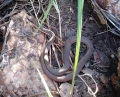 Philodryas nattereri