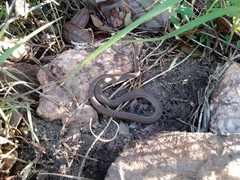 Philodryas nattereri