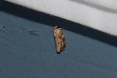 Phaecasiophora confixana