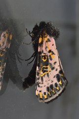 Xanthopastis moctezuma