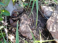 Philodryas nattereri