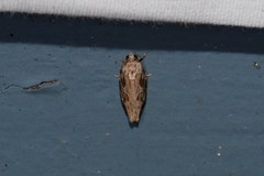 Phaecasiophora confixana