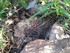 Philodryas nattereri