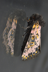Xanthopastis moctezuma