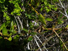 Teedia lucida