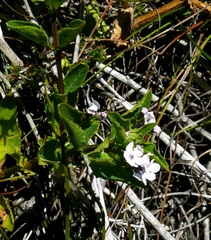 Teedia lucida