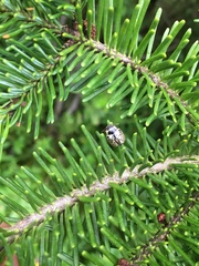 Calligrapha multipunctata