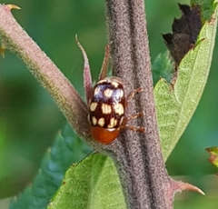 Cryptocephalus guttulatus