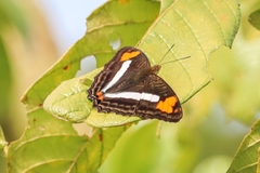 Adelpha capucinus velia