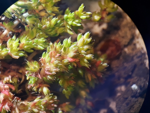 Crassula tillaea