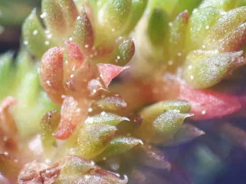 Crassula tillaea