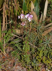 Veronica hookeriana