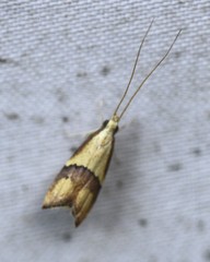 Crocanthes prasinopis