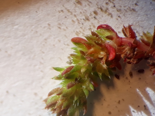 Crassula tillaea