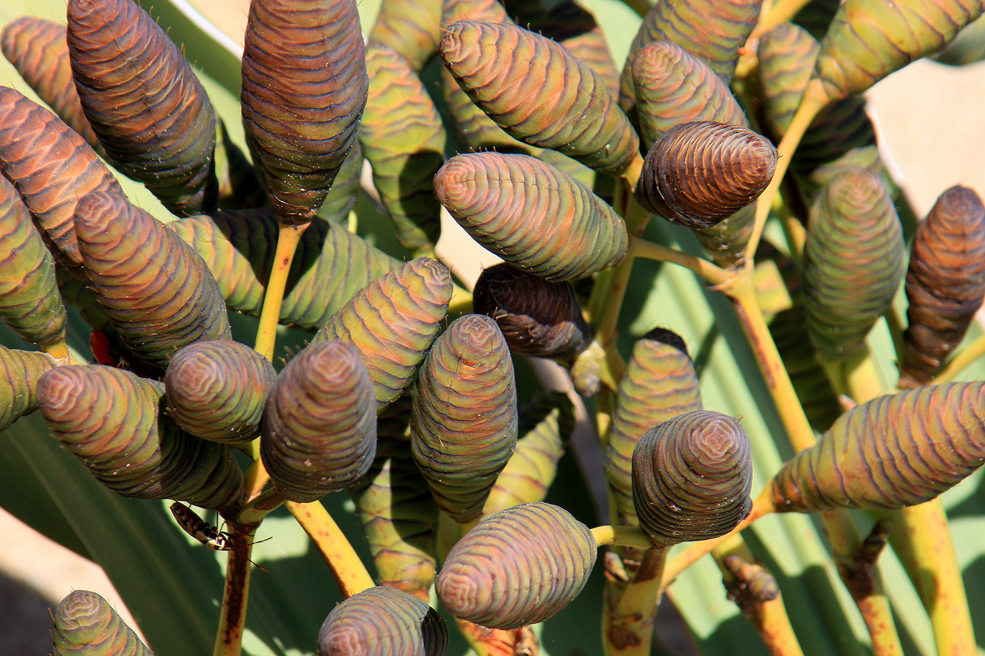 Welwitschia (Welwitschia mirabilis) · iNaturalist Welwitschia (Welwitschia mirabilis) · iNaturalist