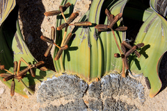Welwitschia mirabilis