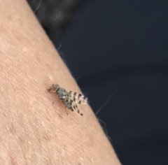 Otitinae