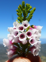 Erica dulcis
