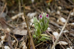 Chloropyron maritimum palustre