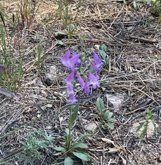 Penstemon inflatus