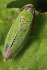 Chlorogonalia losoplanensis
