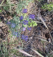 Penstemon inflatus