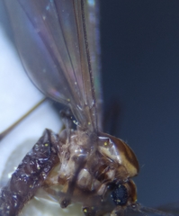 Dixella