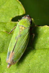 Chlorogonalia losoplanensis