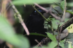 Hafferia zeledoni