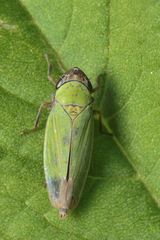 Chlorogonalia losoplanensis