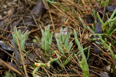 Chloropyron maritimum palustre