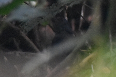 Scytalopus chocoensis