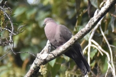 Patagioenas plumbea