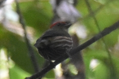 Machaeropterus striolatus