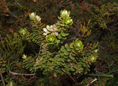 Olearia nummulariifolia
